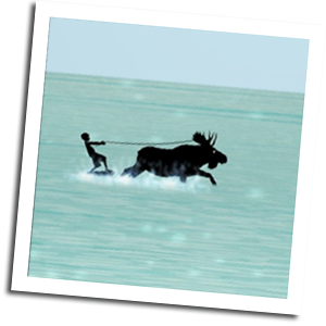 Moko appears to be water skiing, pulled behind by a moose.