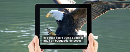 An bald eagle skims the surface of the water. In the foreground, a pair of hands hold a computer tablet like a picture frame over the image of the eagle. With the tablet frame is captioned Spanish-language text reading: El aguila calva vuela sobre el agua en busqueda de peces.