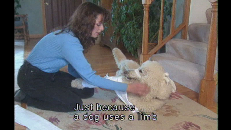 Pet Emergency First Aid: Dogs