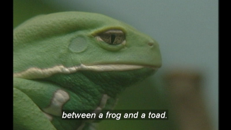 Frogs: Facts And Folklore