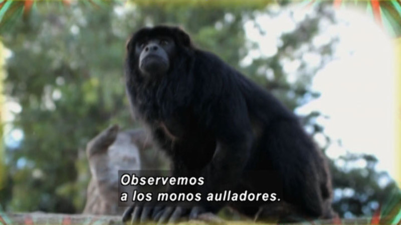 Animapaka: Monkey (Spanish)